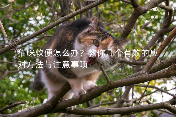 猫咪软便怎么办？教你几个有效的应对方法与注意事项