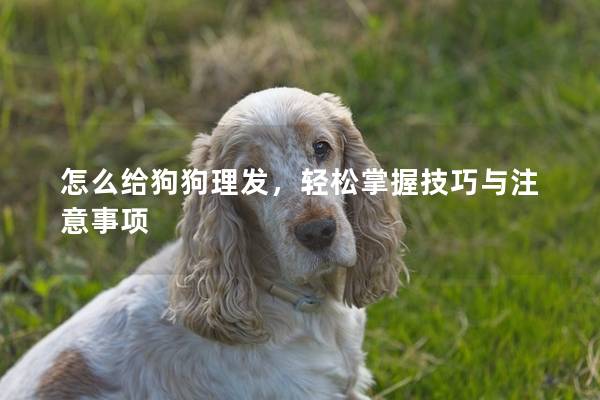 怎么给狗狗理发，轻松掌握技巧与注意事项