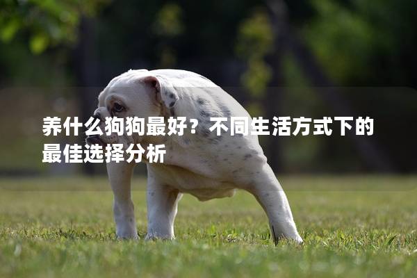 养什么狗狗最好？不同生活方式下的最佳选择分析