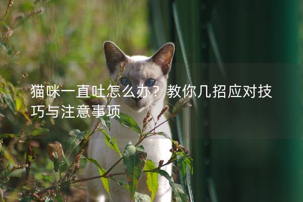 猫咪一直吐怎么办？教你几招应对技巧与注意事项