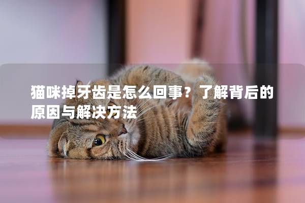 猫咪掉牙齿是怎么回事？了解背后的原因与解决方法