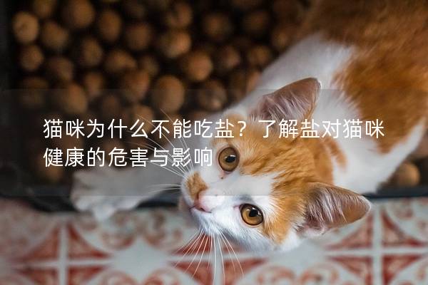 猫咪为什么不能吃盐？了解盐对猫咪健康的危害与影响