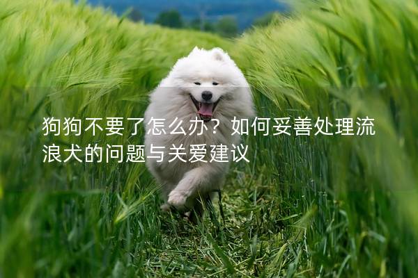 狗狗不要了怎么办？如何妥善处理流浪犬的问题与关爱建议