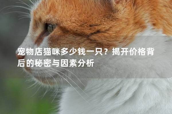 宠物店猫咪多少钱一只？揭开价格背后的秘密与因素分析