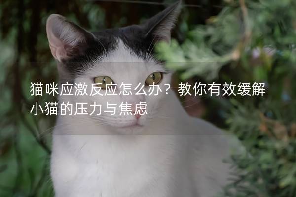 猫咪应激反应怎么办？教你有效缓解小猫的压力与焦虑