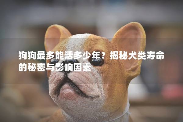 狗狗最多能活多少年？揭秘犬类寿命的秘密与影响因素