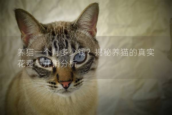 养猫一个月多少钱？揭秘养猫的真实花费与开销分析