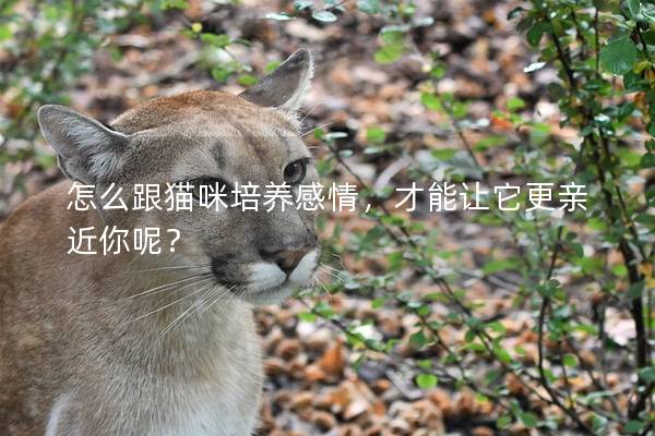 怎么跟猫咪培养感情，才能让它更亲近你呢？