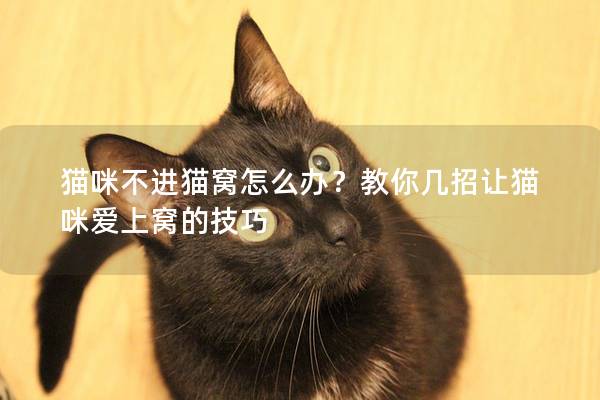 猫咪不进猫窝怎么办？教你几招让猫咪爱上窝的技巧