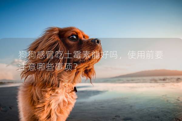 狗狗感冒吃土霉素能好吗，使用前要注意哪些事项？