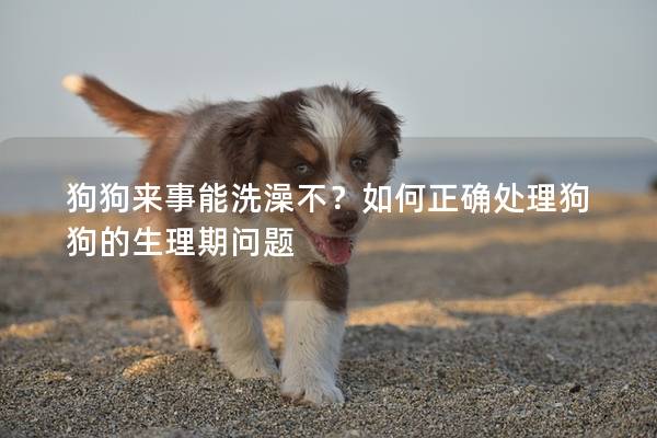 狗狗来事能洗澡不？如何正确处理狗狗的生理期问题