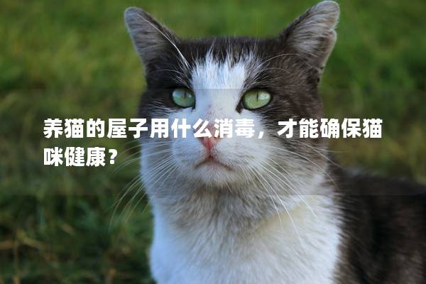 养猫的屋子用什么消毒，才能确保猫咪健康？