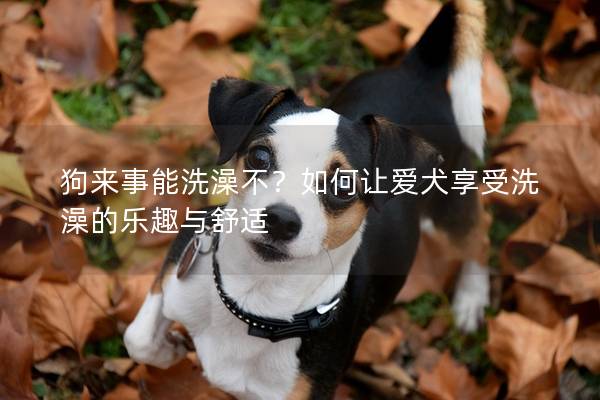 狗来事能洗澡不？如何让爱犬享受洗澡的乐趣与舒适