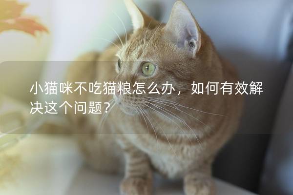 小猫咪不吃猫粮怎么办，如何有效解决这个问题？