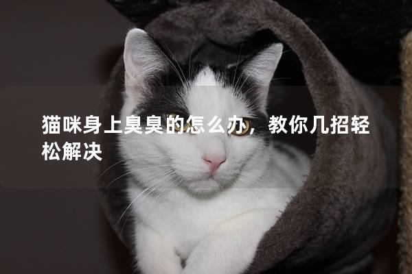 猫咪身上臭臭的怎么办，教你几招轻松解决