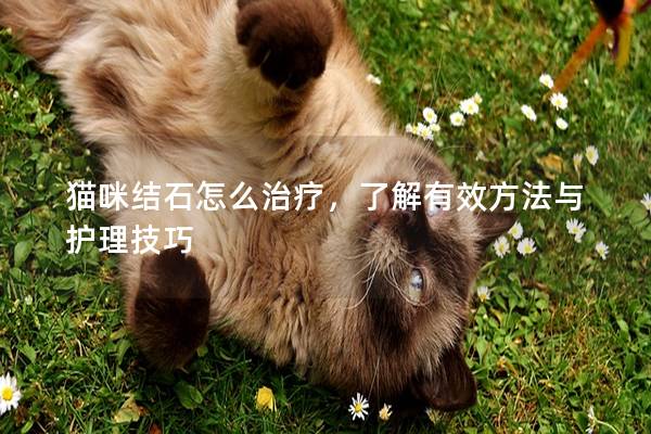 猫咪结石怎么治疗，了解有效方法与护理技巧