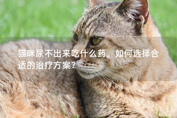 猫咪尿不出来吃什么药，如何选择合适的治疗方案？