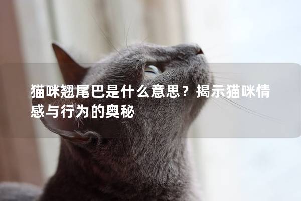 猫咪翘尾巴是什么意思？揭示猫咪情感与行为的奥秘