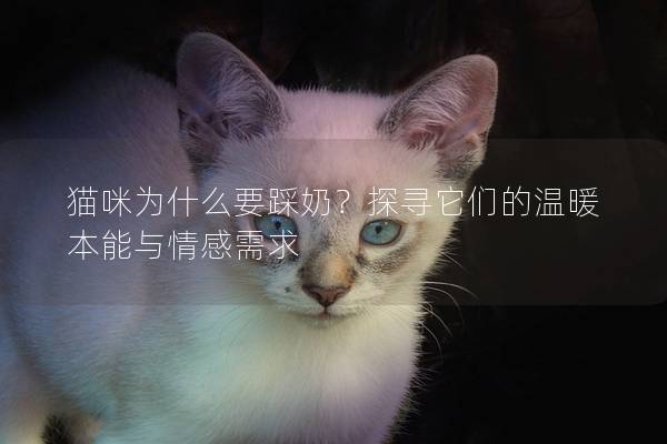 猫咪为什么要踩奶？探寻它们的温暖本能与情感需求