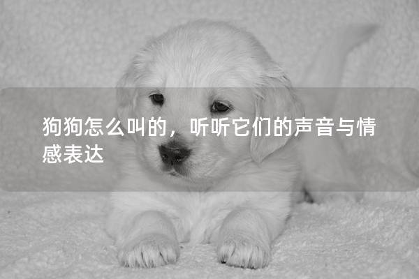 狗狗怎么叫的，听听它们的声音与情感表达