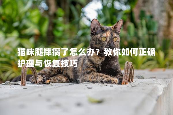 猫咪腿摔瘸了怎么办？教你如何正确护理与恢复技巧