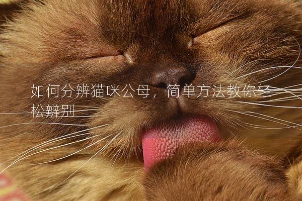 如何分辨猫咪公母，简单方法教你轻松辨别