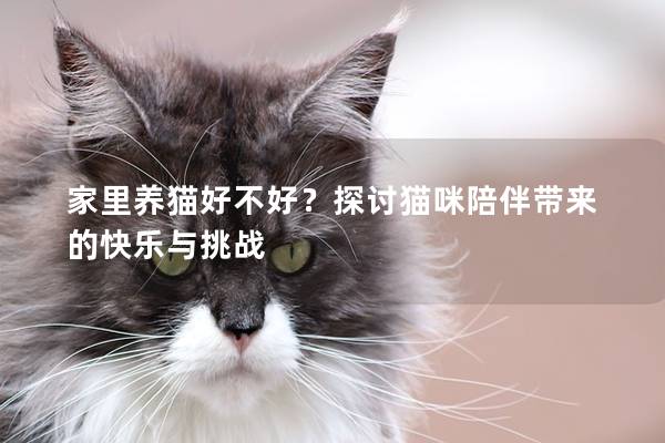 家里养猫好不好？探讨猫咪陪伴带来的快乐与挑战