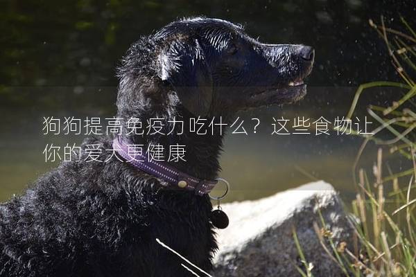 狗狗提高免疫力吃什么？这些食物让你的爱犬更健康