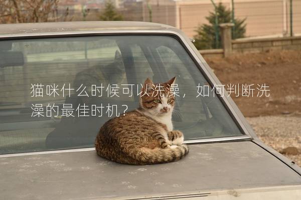 猫咪什么时候可以洗澡，如何判断洗澡的最佳时机？