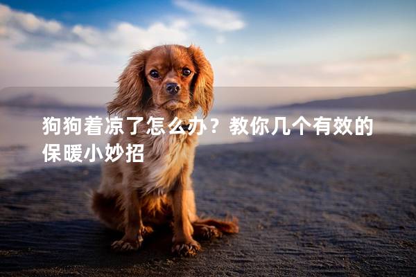 狗狗着凉了怎么办？教你几个有效的保暖小妙招