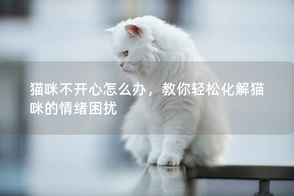 猫咪不开心怎么办，教你轻松化解猫咪的情绪困扰