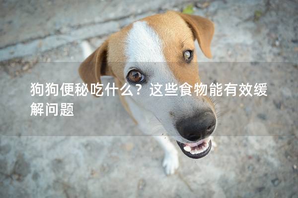 狗狗便秘吃什么？这些食物能有效缓解问题