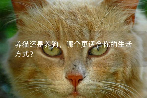 养猫还是养狗，哪个更适合你的生活方式？