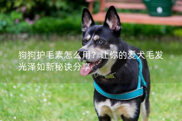 狗狗护毛素怎么用？让你的爱犬毛发光泽如新秘诀分享