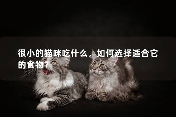 很小的猫咪吃什么，如何选择适合它的食物？