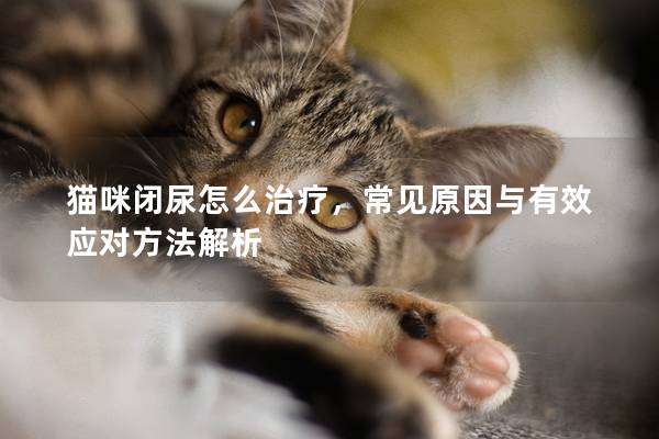 猫咪闭尿怎么治疗，常见原因与有效应对方法解析