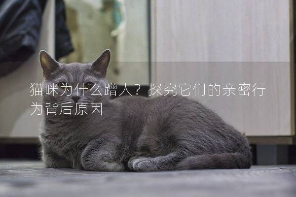 猫咪为什么蹭人？探究它们的亲密行为背后原因