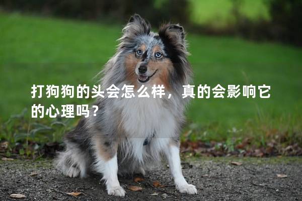 打狗狗的头会怎么样，真的会影响它的心理吗？