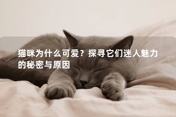 猫咪为什么可爱？探寻它们迷人魅力的秘密与原因