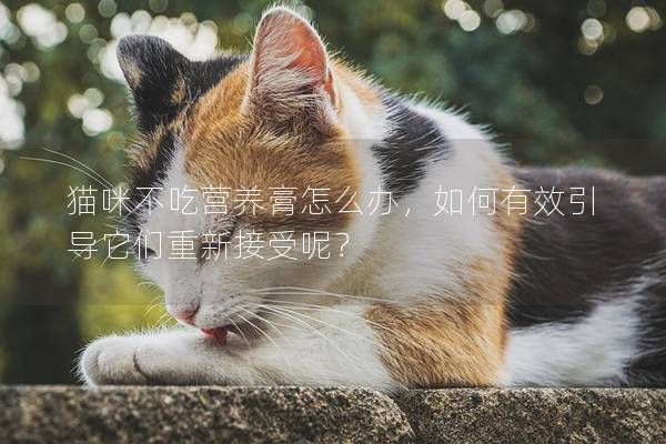 猫咪不吃营养膏怎么办，如何有效引导它们重新接受呢？