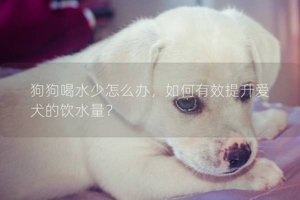 狗狗喝水少怎么办，如何有效提升爱犬的饮水量？