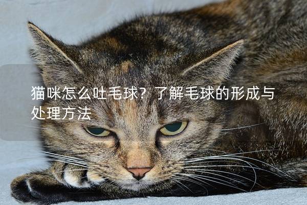 猫咪怎么吐毛球？了解毛球的形成与处理方法