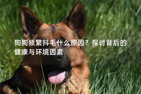 狗狗频繁抖毛什么原因？探讨背后的健康与环境因素