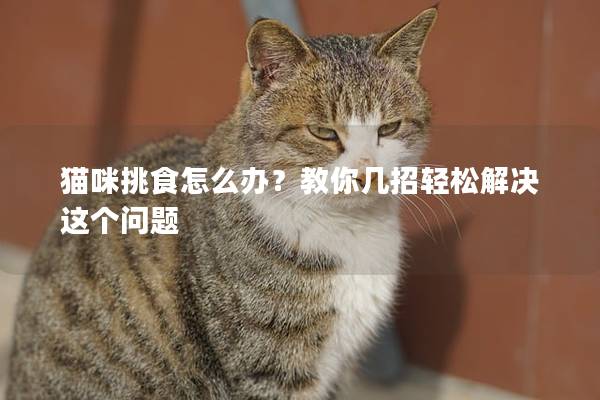 猫咪挑食怎么办？教你几招轻松解决这个问题