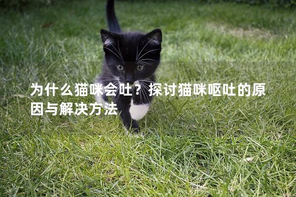 为什么猫咪会吐？探讨猫咪呕吐的原因与解决方法