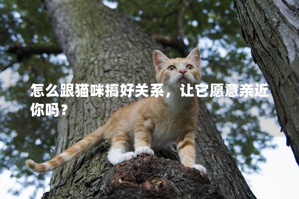 怎么跟猫咪搞好关系，让它愿意亲近你吗？