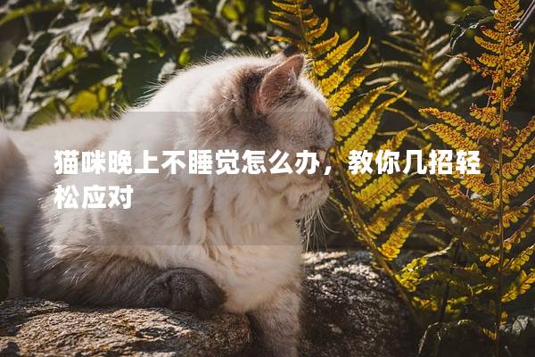 猫咪晚上不睡觉怎么办，教你几招轻松应对