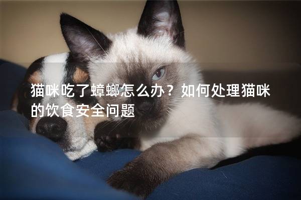 猫咪吃了蟑螂怎么办？如何处理猫咪的饮食安全问题