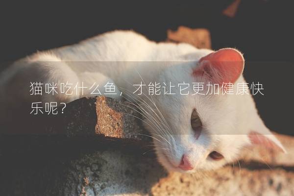 猫咪吃什么鱼，才能让它更加健康快乐呢？