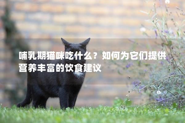 哺乳期猫咪吃什么？如何为它们提供营养丰富的饮食建议